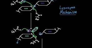 Lysozyme Mechanism