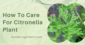How To Care For Citronella Plant