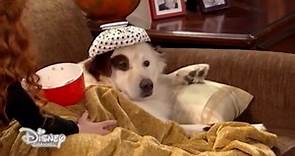 Dog with a Blog - Stan ha davvero la febbre? - Dall'episodio 51