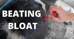 DEFLATING A CALF | VLOG 24: Calf bloat and lamb post mortems