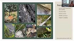 Fenner Seminar: The post-fire benefits of coarse woody debris for small mammals and reptiles