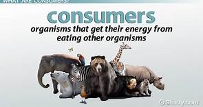 Consumers in Ecosystem | Definition & Classifications