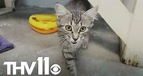 Changes coming to Jacksonville Animal Shelter