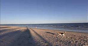 Dog Beaches & Parks Moreton Bay Region