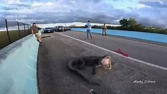 Hulking 10-foot alligator on Florida Keys highway causes long traffic jam