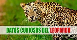 Leopardo (Panthera pardus) | Datos curiosos de animales