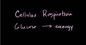 Introducción a la respiración celular