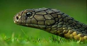 What are the characteristics of Reptiles?