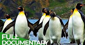 Antarctica - Tales from the End of the World | Free Documentary Nature