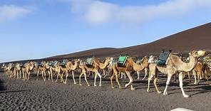 Camel Ride Lanzarote Tour, Timanfaya National Park Review 2023 4KHD