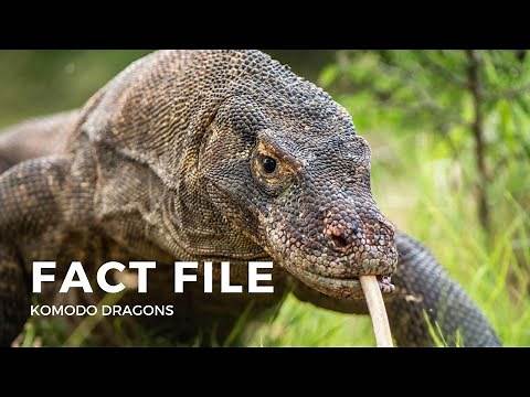 Facts about the Komodo Dragon