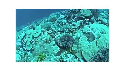 Kingman Reef Line Islands Central Pacific Ocean