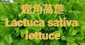 鹿角萵苣Lactuca sativa lettuce