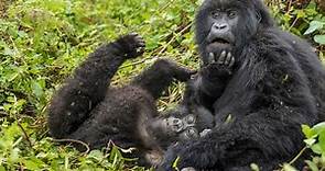 Gorila de montaña: características, hábitat, reproducción