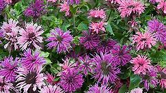 Bee Balm Mix - Bee Balm Plants For Sale | Spring Hill Nurseries