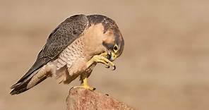 Red Naped Shaheen Falcon | Important Facts - Information