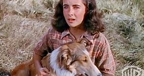 Courage of Lassie 1946 - Elizabeth Taylor, Frank Morgan, Tom Drake