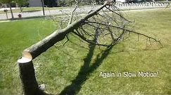 Cut Down a Tree with a Chainsaw