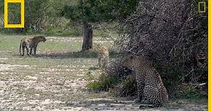 Un leopardo macho se aparea con dos hermanas | National Geographic en Español