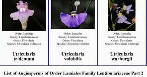List of Angiosperms of Order Lamiales Family Lentibulariaceae Part 2 utricularia bladderwort tiny