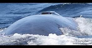 Verballenas.com: Ballenas en el Golfo de Bizkaia / Basque Country