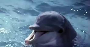 The Day of the Dolphin (1973)