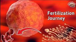 🌟Unveiling the Wonders of Fertilization: The Miracle of Life 🌟| Process of Fertilization(Conception)
