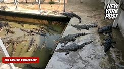 Crocodile farm boss eaten alive after 40 of his own animals ‘pounced’ | New York Post
