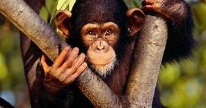Chimpances Casi Humanos | Documental | Primates evolucionando