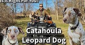Catahoula Leopard Dog | Is It Right For You?