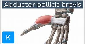 Abductor pollicis brevis muscle - O& I, Function & Innervation - Anatomy | Kenhub