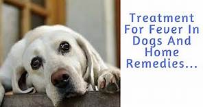 Treatment For Fever In Dogs And Home Remedies