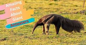 Top 30 Amazing Facts About Giant Anteaters