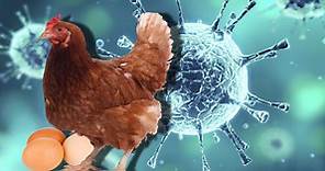 Gripe aviar: Estos son los síntomas y la forma cómo se transmite a seres humanos