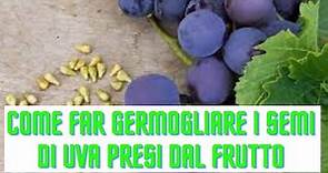 Come far germogliare i semi di uva presi dal frutto
