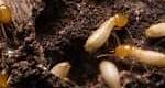 Identifying Termites in Texas and How To Properly Solve Infestation