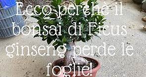 Bonsai di Ficus ginseng PERDE LE FOGLIE: ecco perchè!