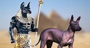 20 Most Ancient Dog Breeds on Planet Earth