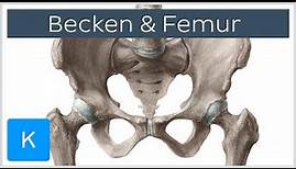 Becken und Femur - Knochen - Anatomie des Menschen | Kenhub