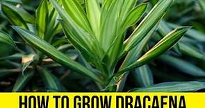 How To Grow Dracaena Gold Star: A Guide For Beginners - Plant Rat