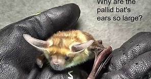All about the Pallid Bat