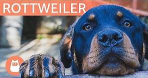 El perro ROTTWEILER - Razas de perros grandes