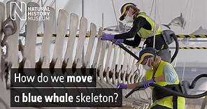 How do we move a blue whale skeleton? | Natural History Museum