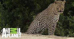 La vida de los leopardos a la orilla del río | Ríos de África | Animal Planet
