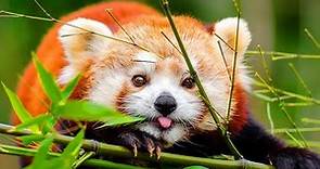 Red Panda Facts: the ORIGINAL PANDA | Animal Fact Files