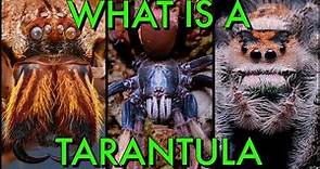 What's the DIFFERENCE Between Tarantulas & Spiders?