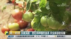 [第一时间]安徽涡阳：西红柿种植收益高 农业旅游助发展