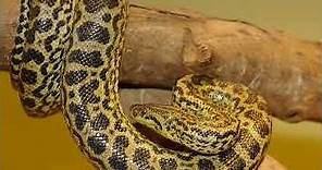 Yellow Anaconda || Description and Facts!
