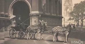World History-Lord Lionel Walter Rothschild’s Zebra carriage, 1898.