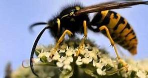 Wasp Facts - Facts About Wasps